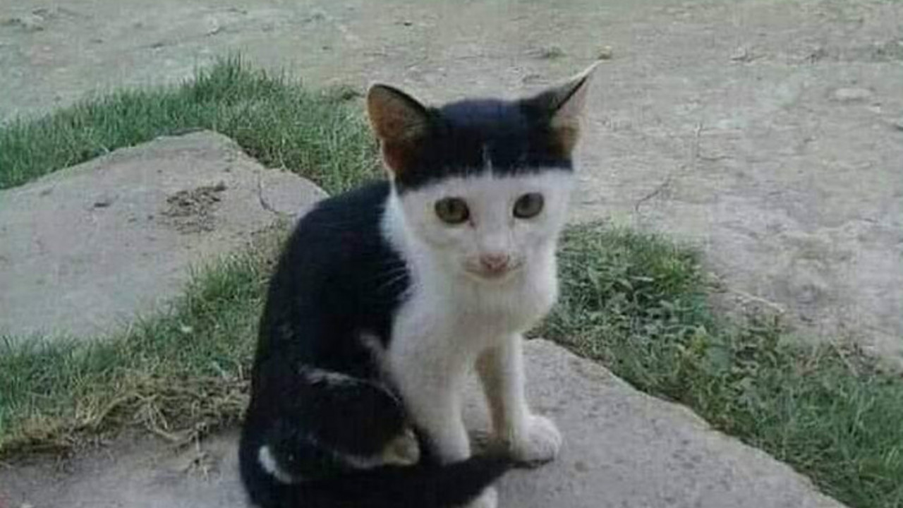 Mače