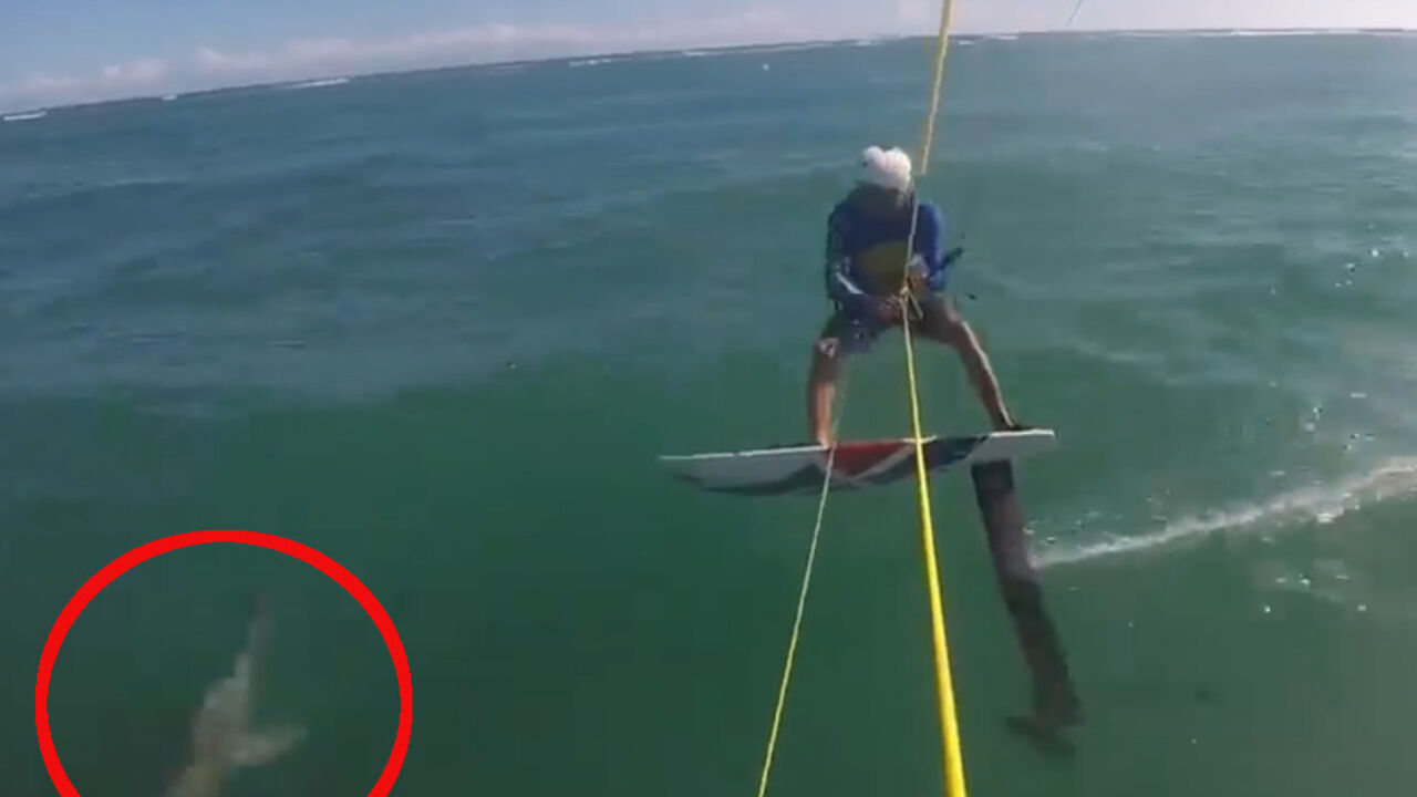Ajkula surfer 