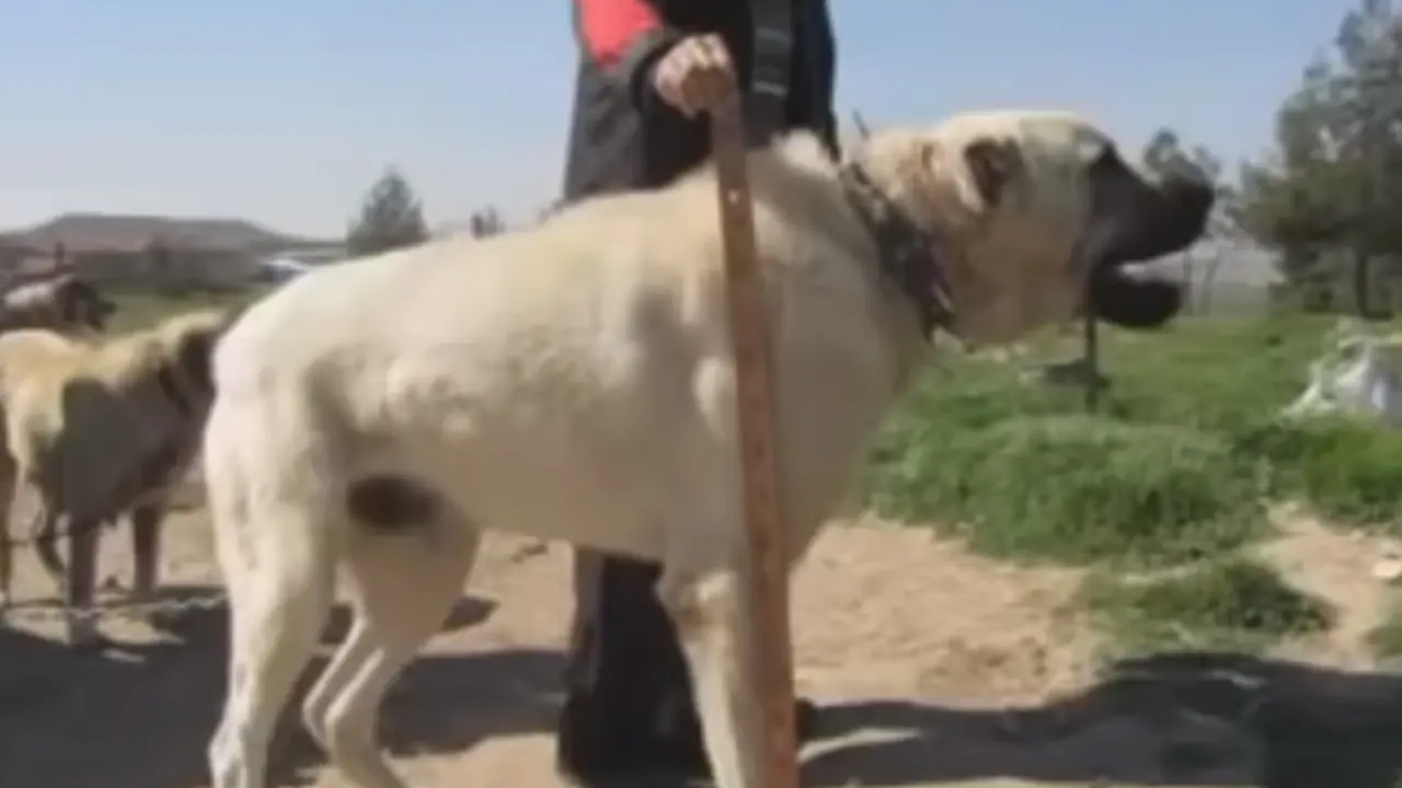 Kangal