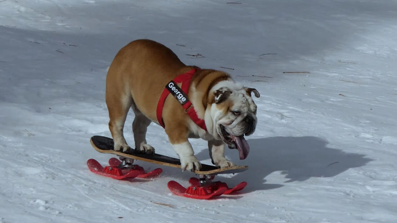 Buldog