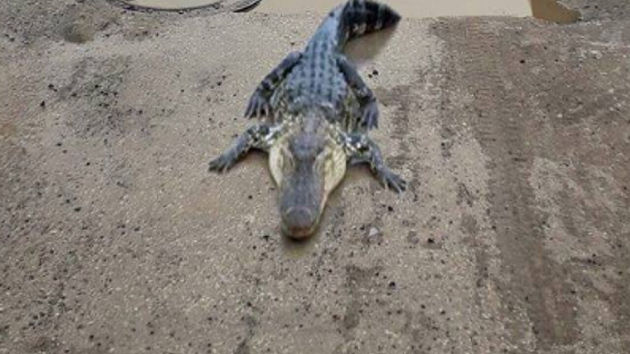 Krokodil 