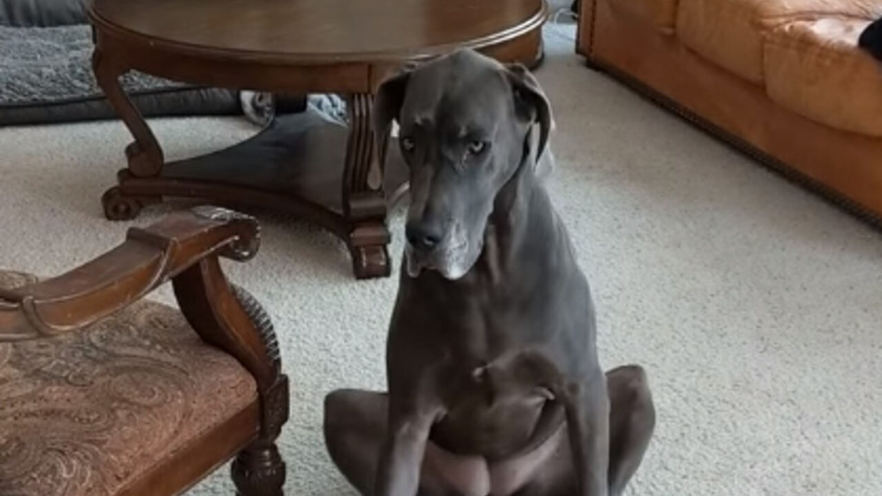 Doga