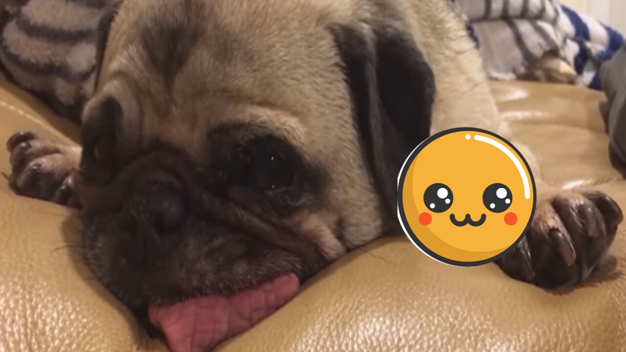 Mops