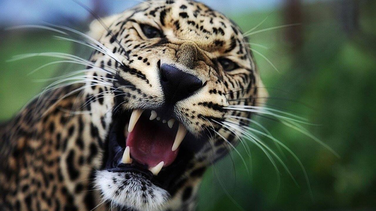 Leopard