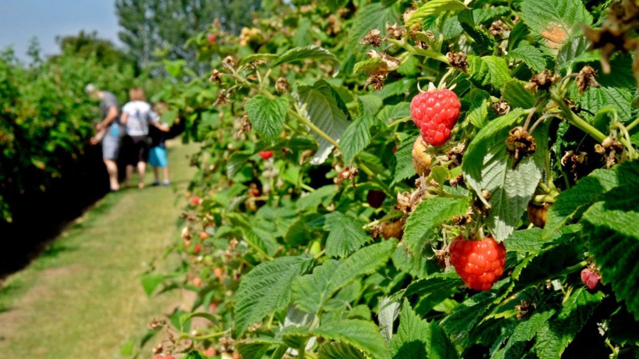 Maline