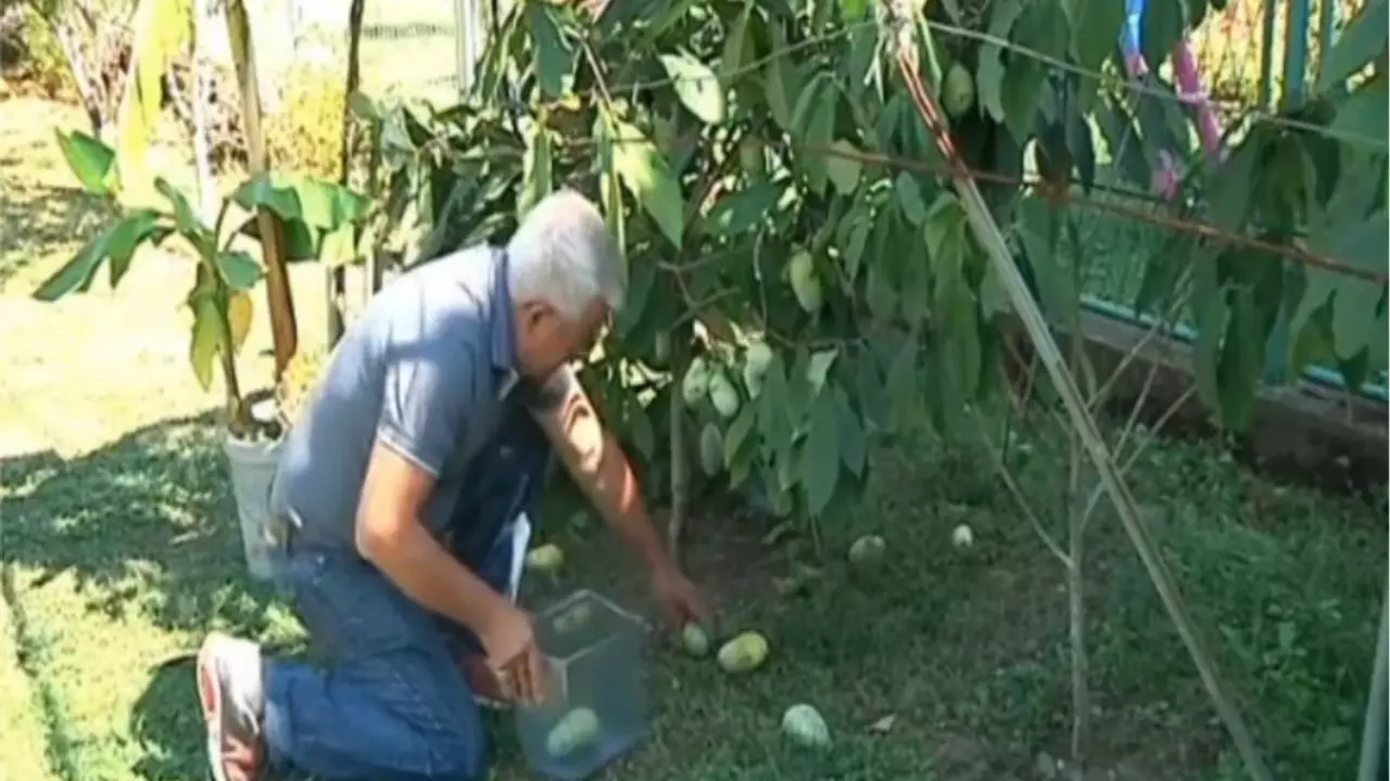 Banane u Berilju