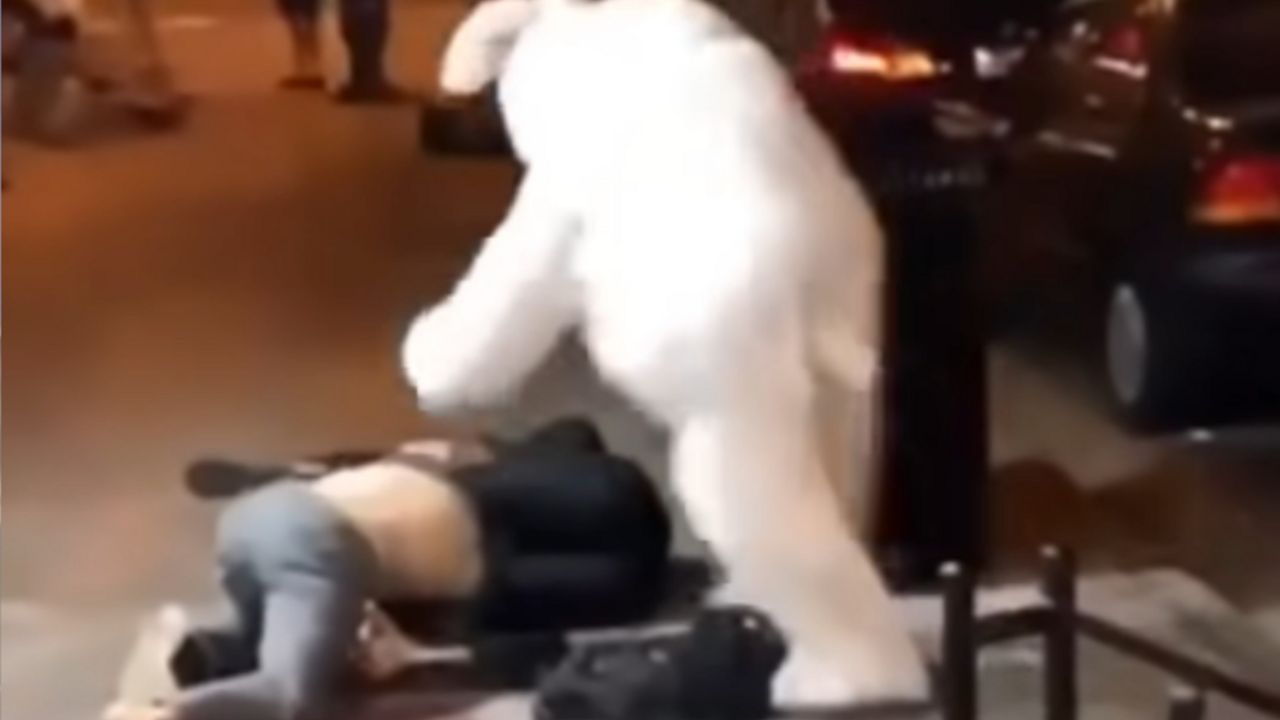 Zec, tuča