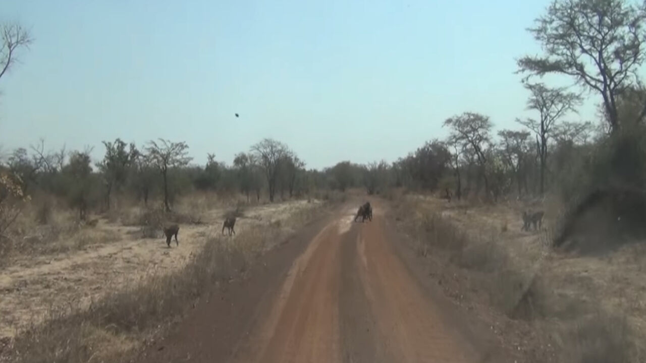 Safari 