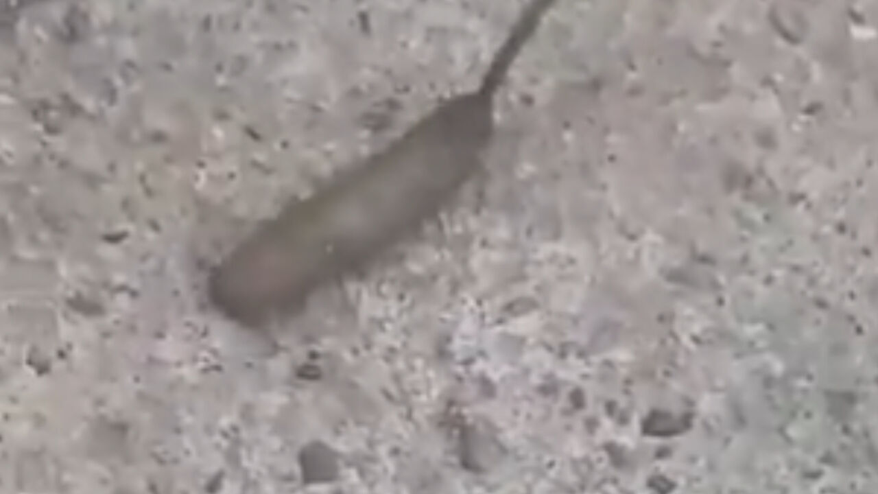 Larva