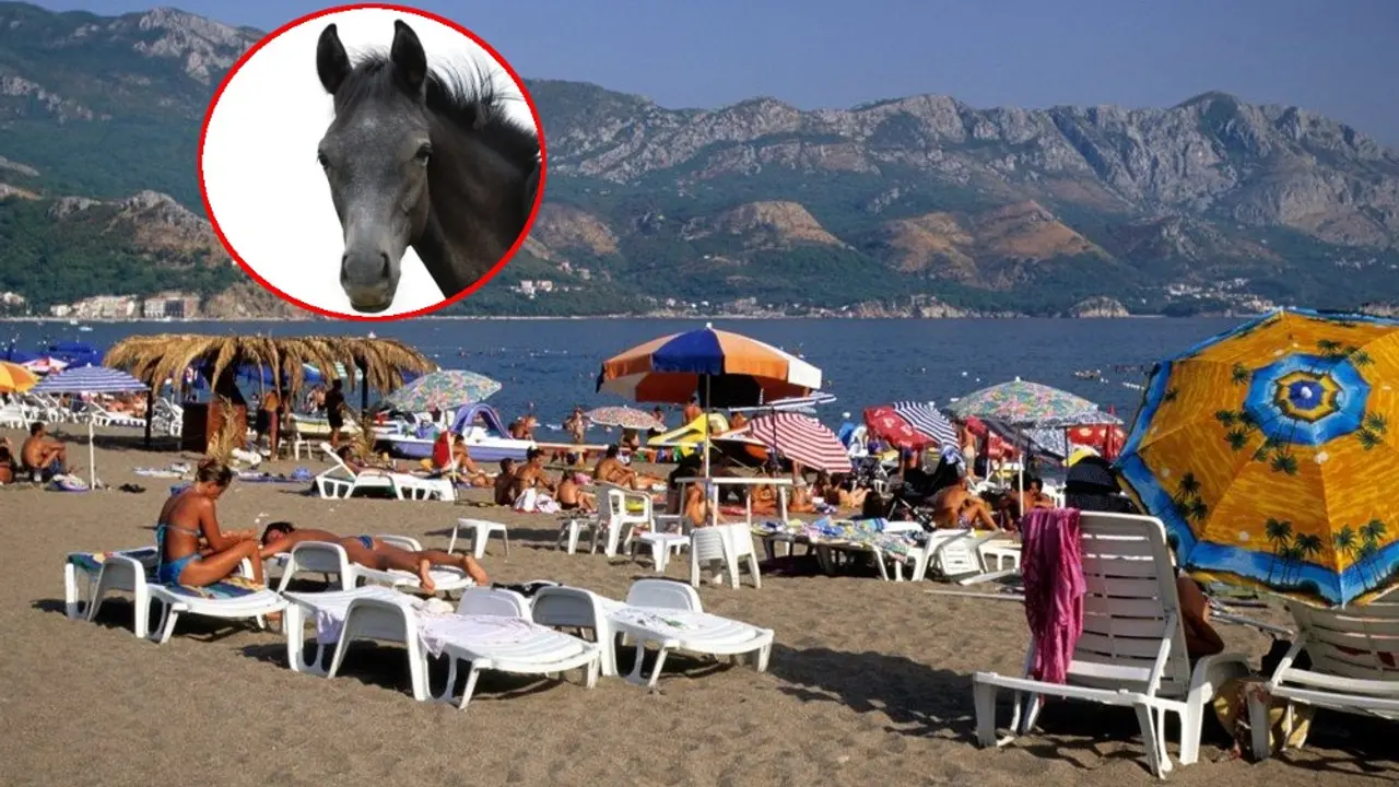 Konj i plaža