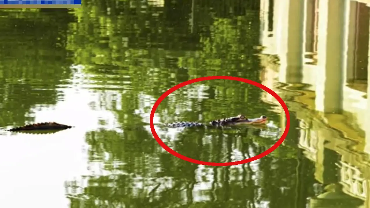 Aligator