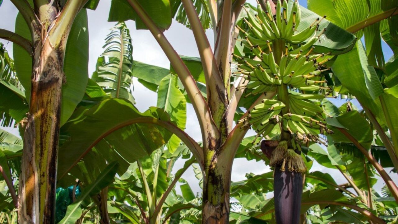 banane