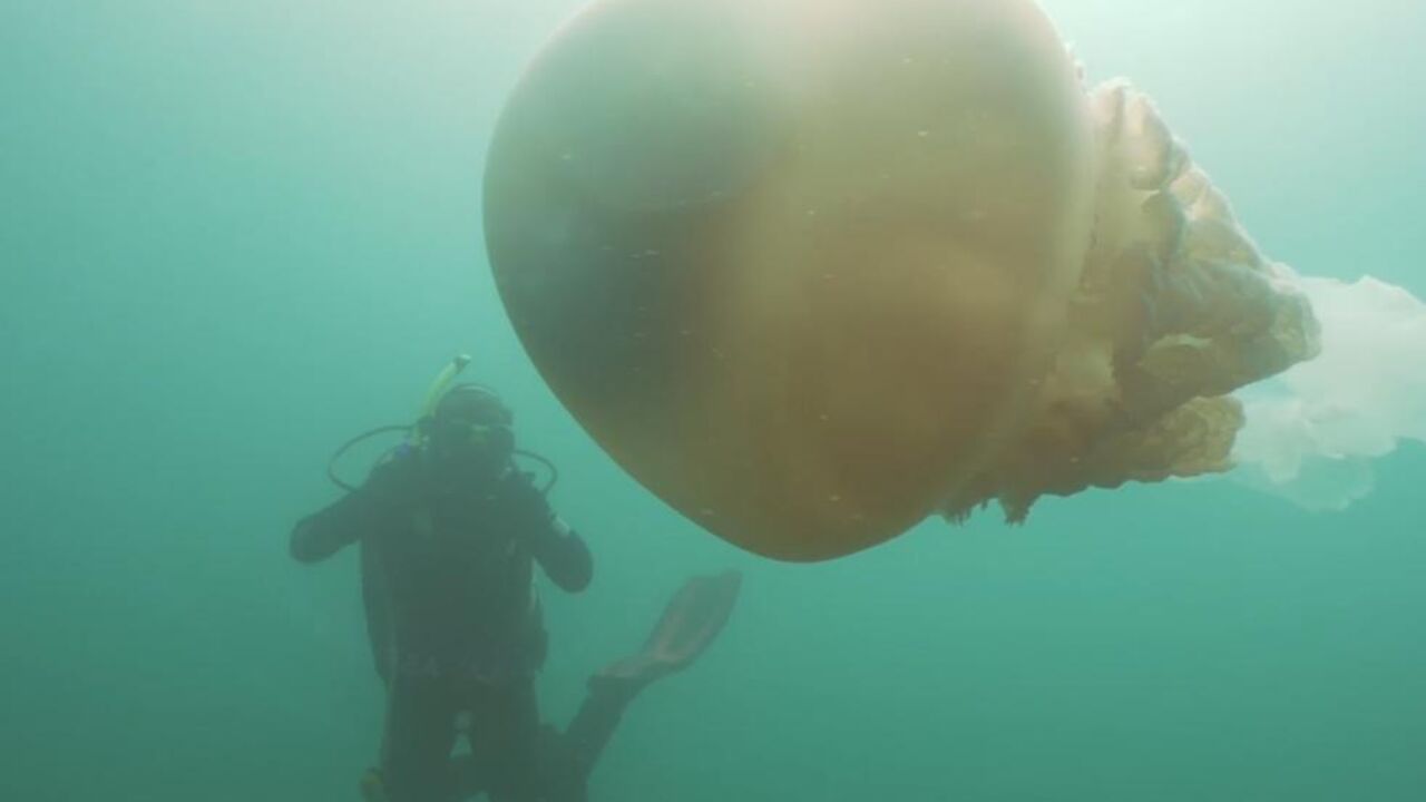 Ronioci, Meduza