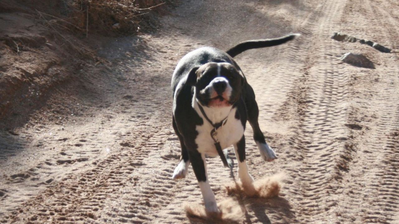 pitbul