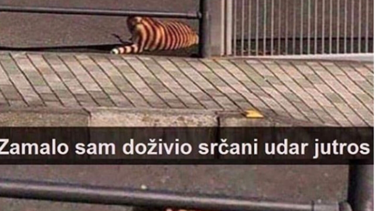 Tigar u Beogradu