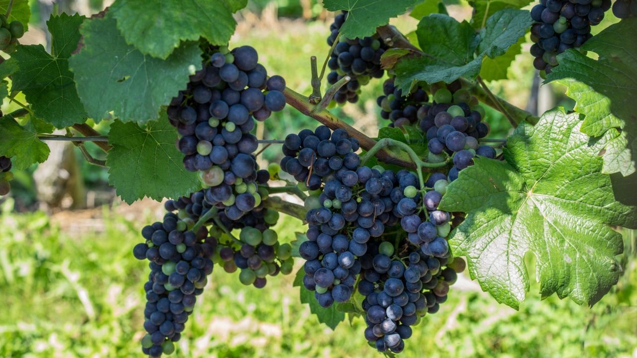 grožđe