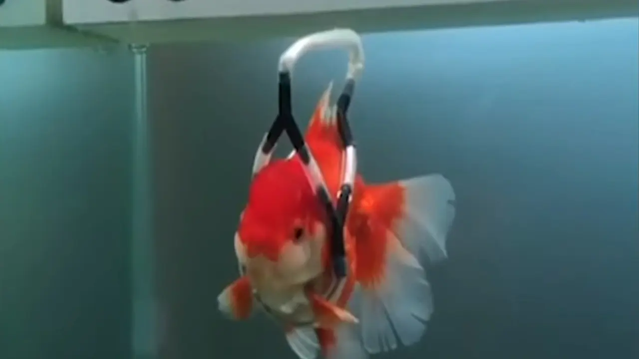 ribice