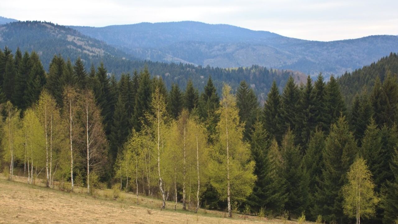Zlatar
