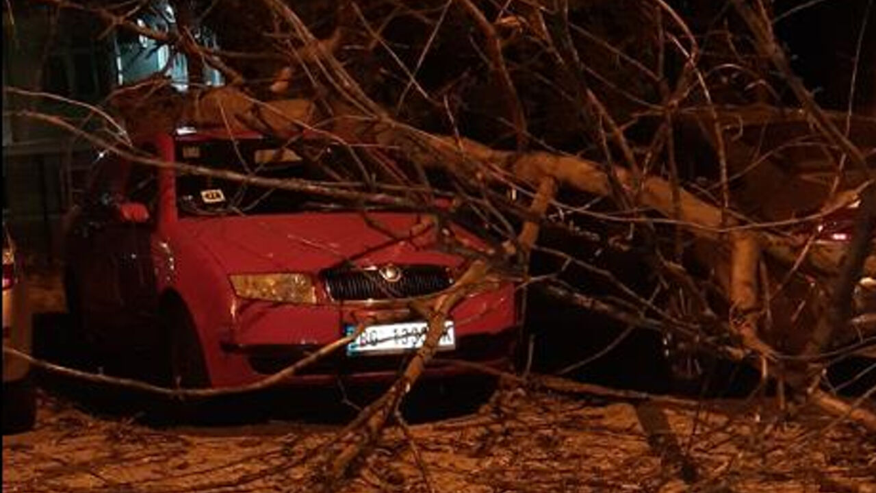 Košava obarala drveće u Beogradu