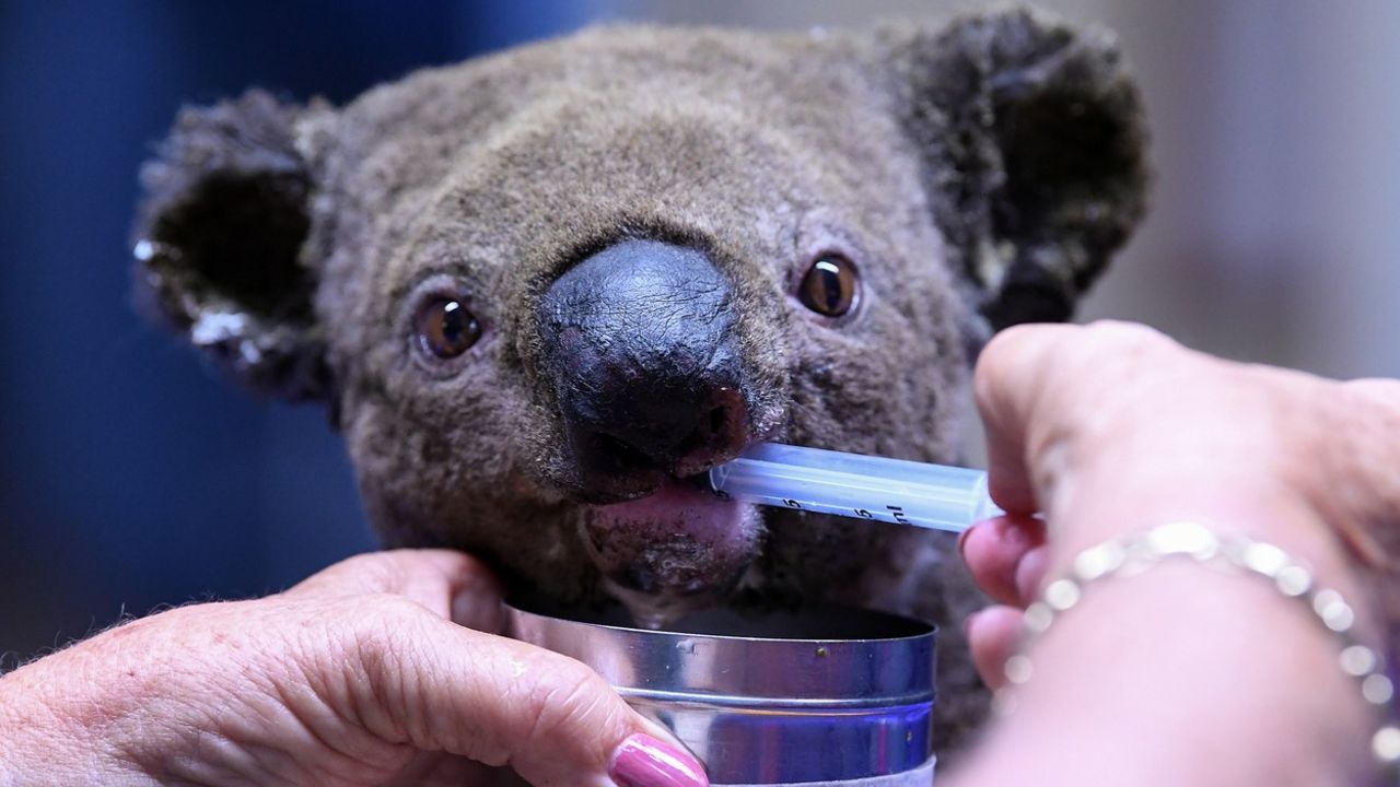 koala