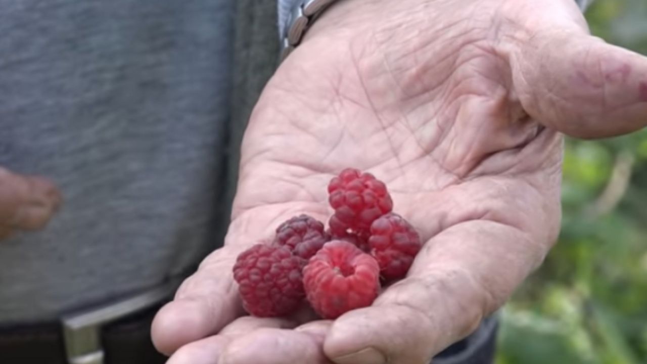 Maline u Ivanjici