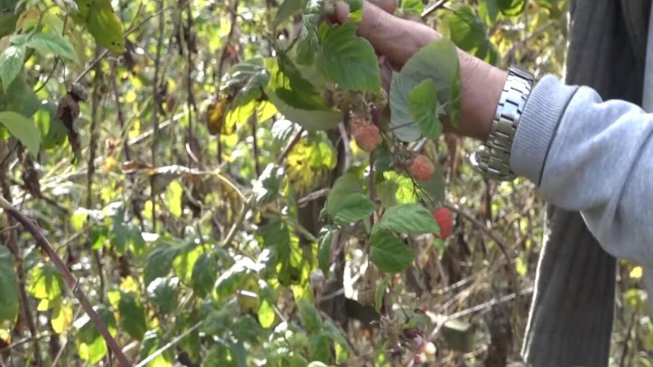 Maline