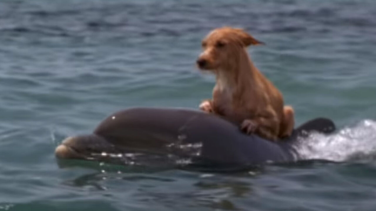 Delfin i pas