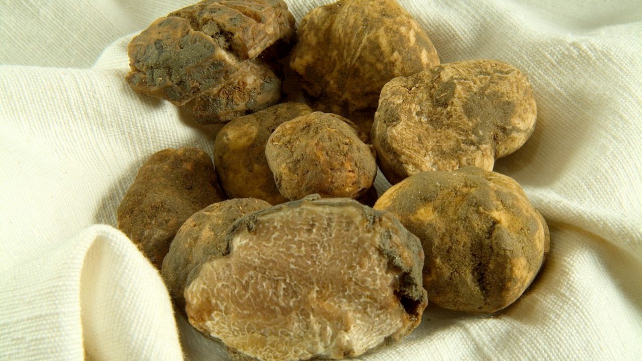 beli tartufi