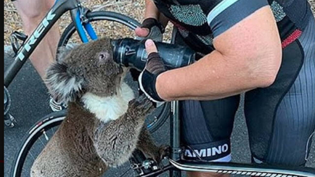 Očajna koala