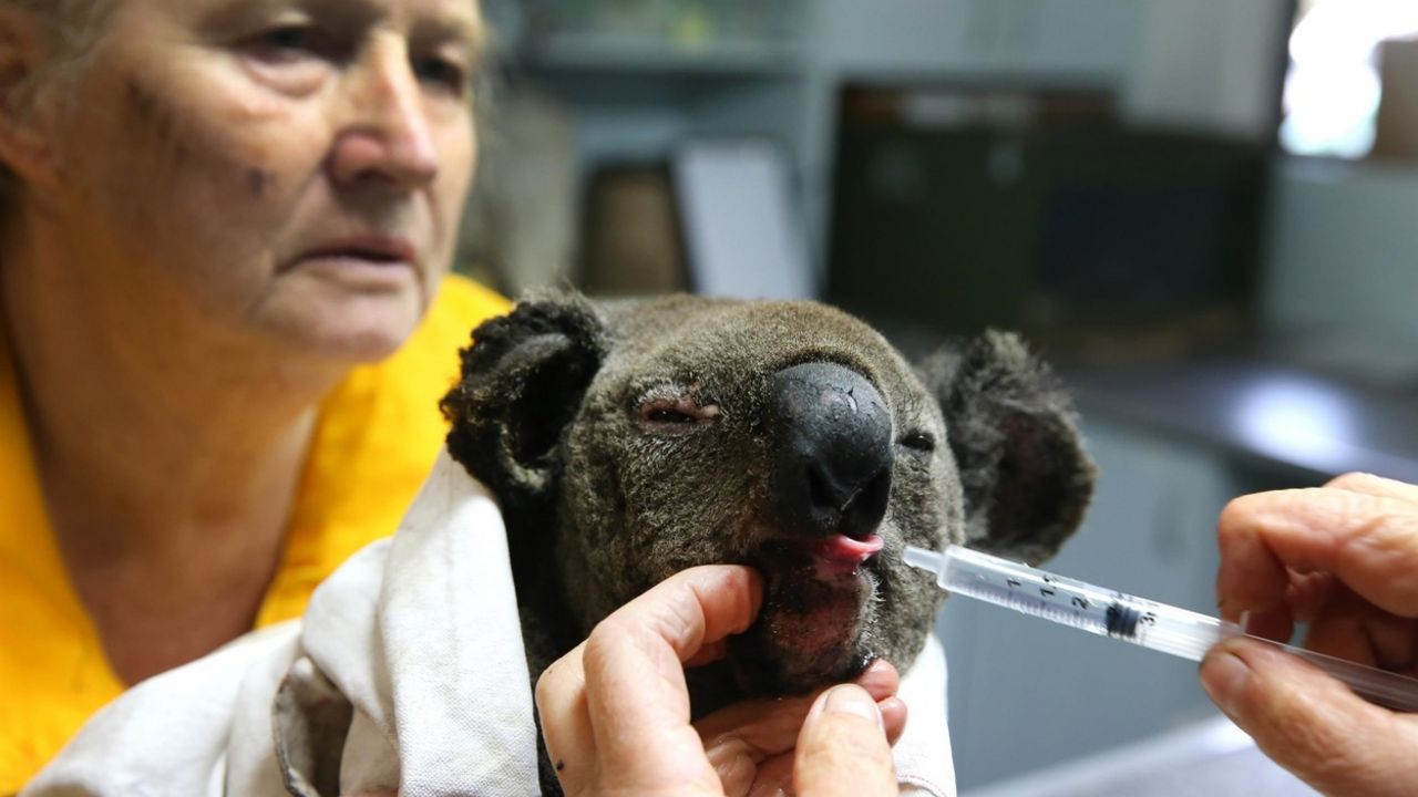 Koala u bolnici