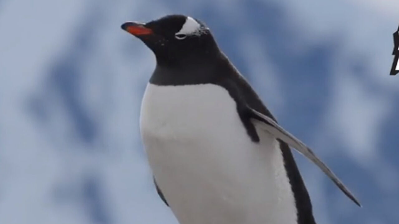 Pingvin