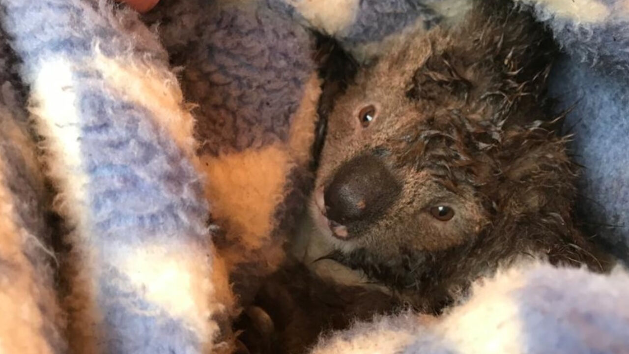 Koala