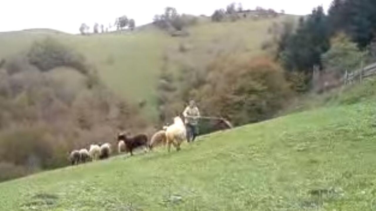 Napad ovna