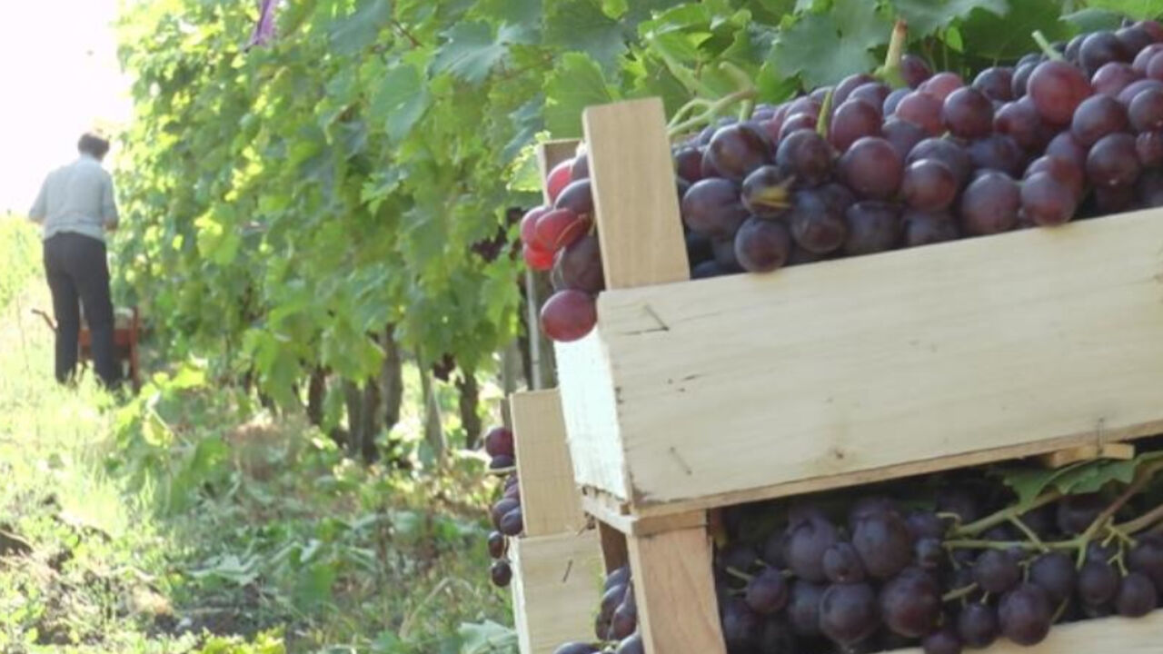 vinograd