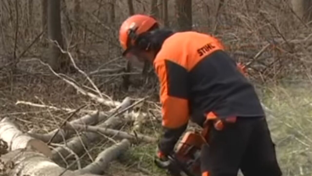drvoseča