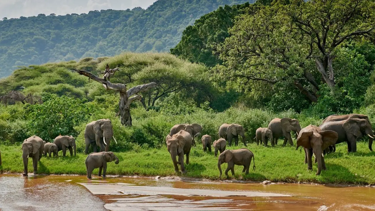 afrika