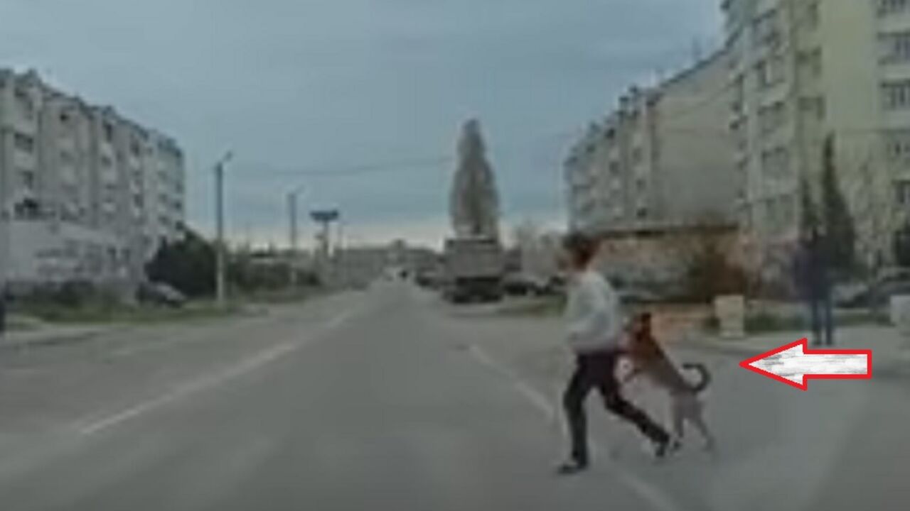 Pas šeta kao čovek