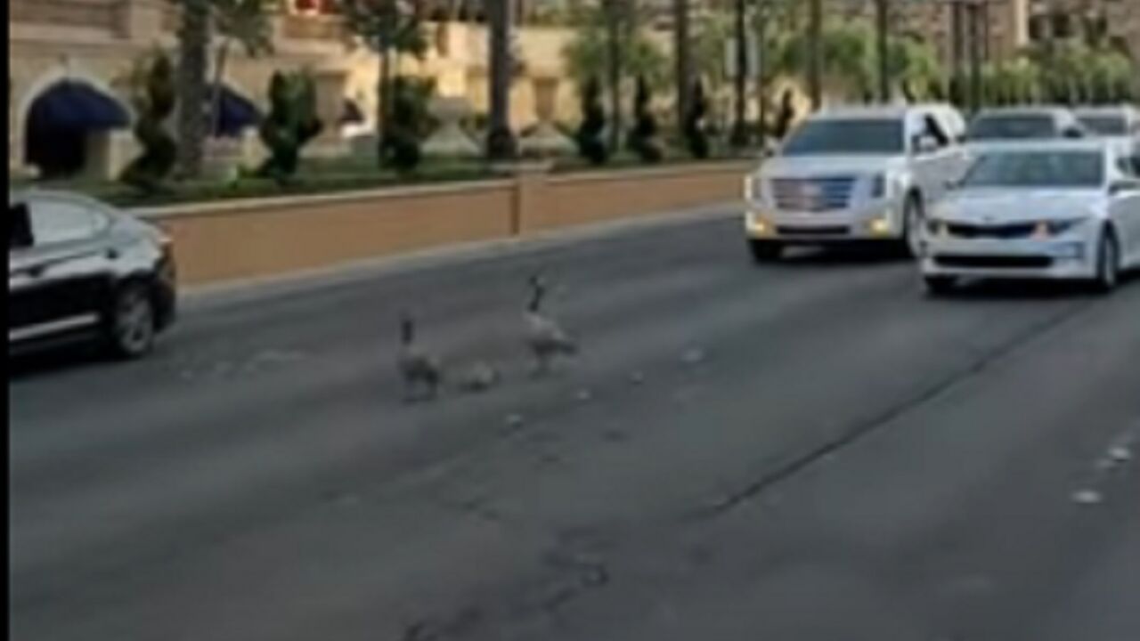 Guske u Las Vegasu