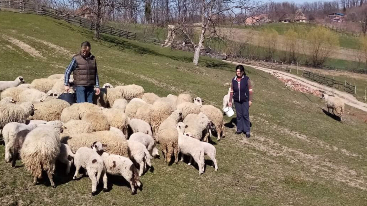 Časlav odlučio da uveća svoje stado