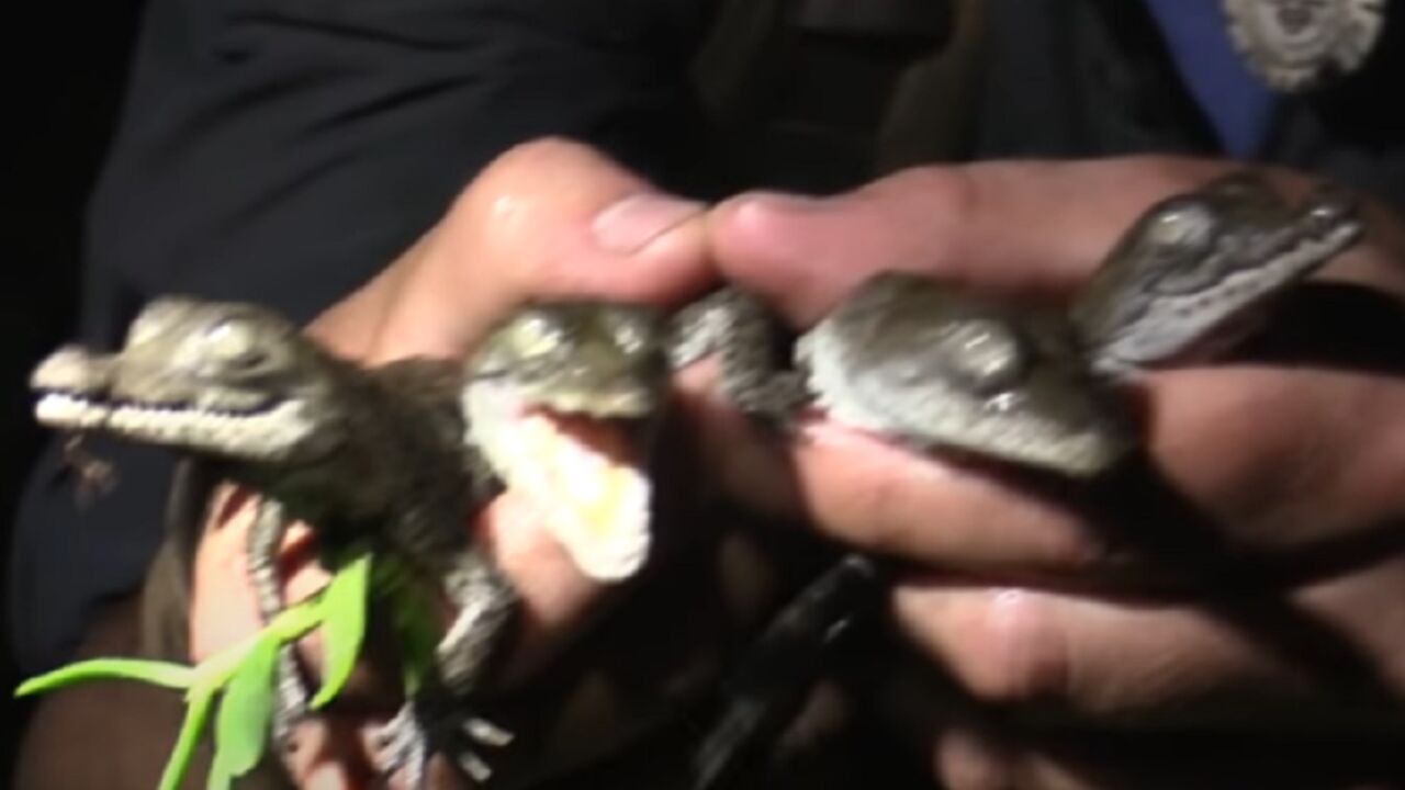 Bebe krokodili