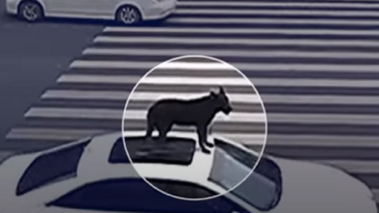 Pas na krovu automobila
