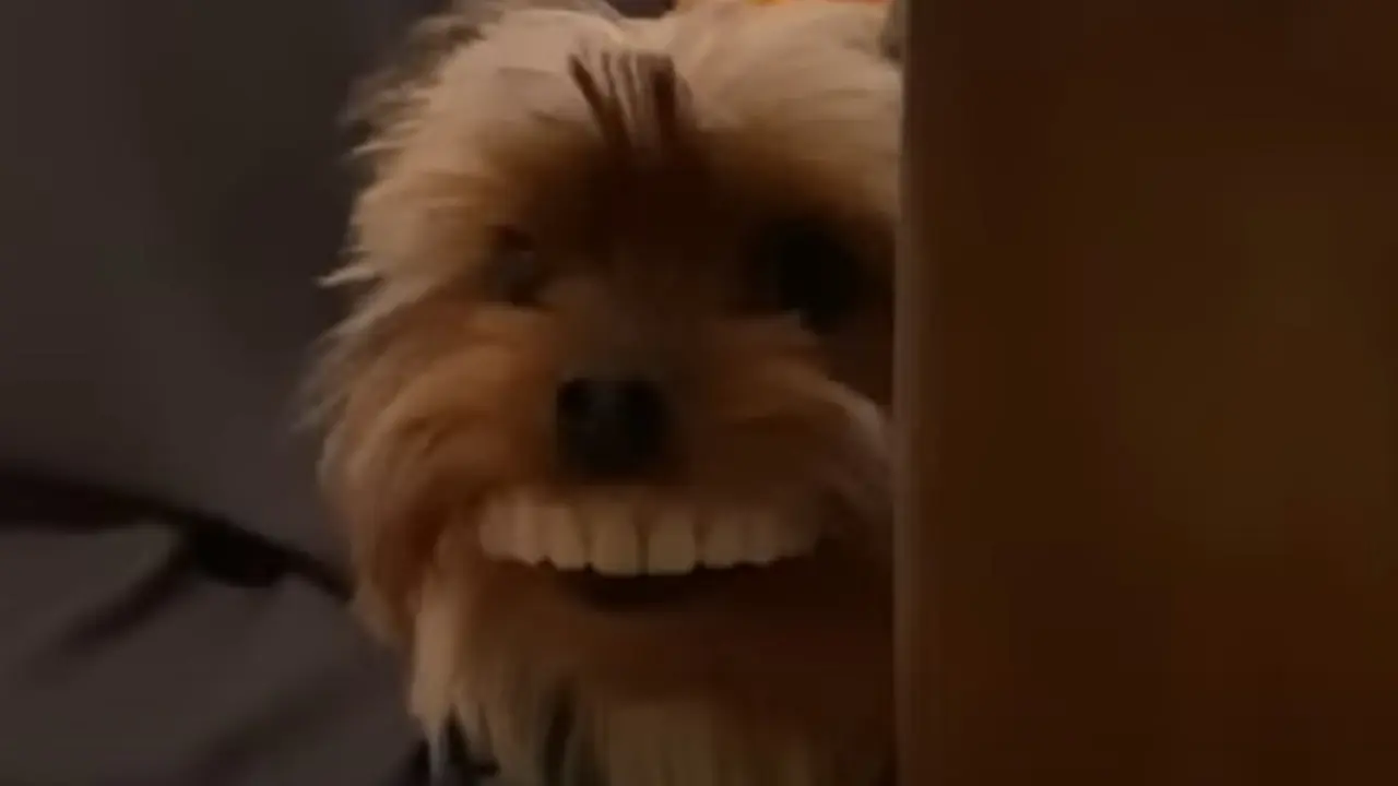 Pas sa veštačkim zubima 