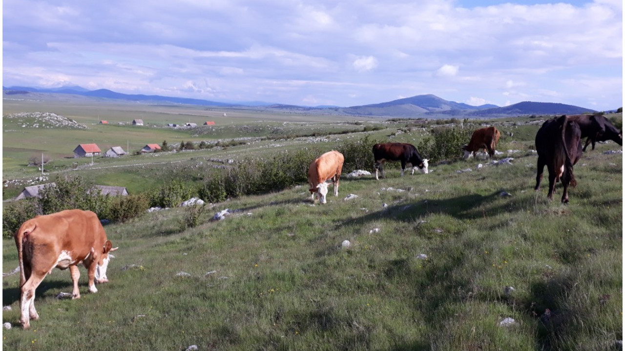 Kupreška visoravan