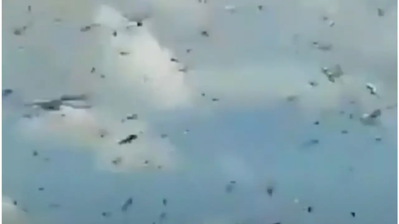 insekti
