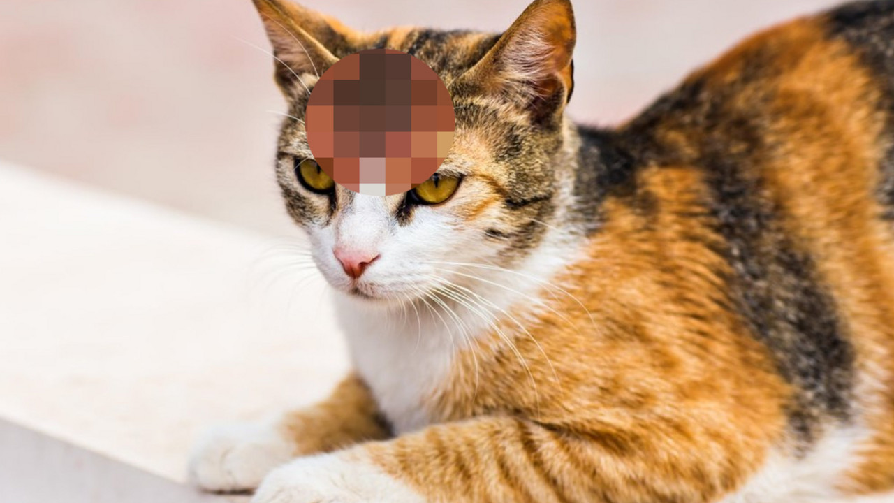 mačka