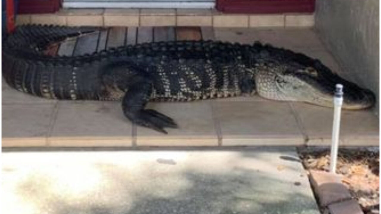 aligator