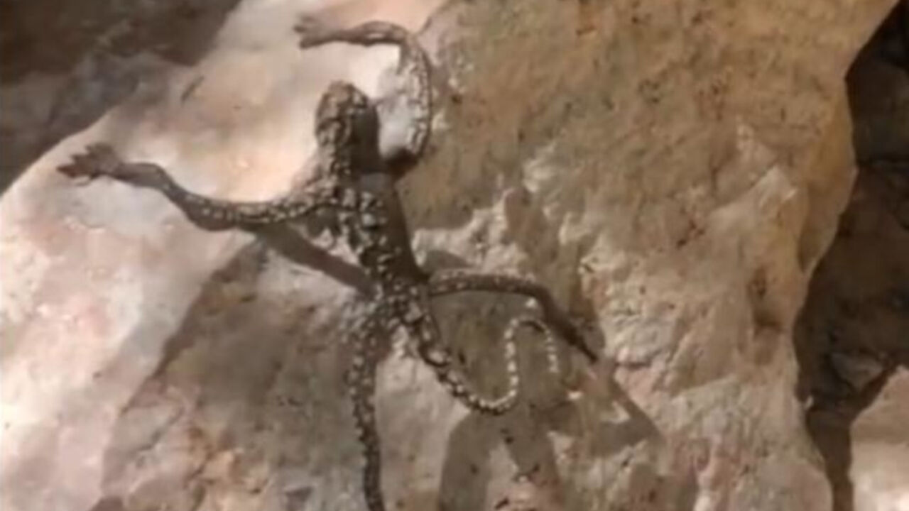 reptil