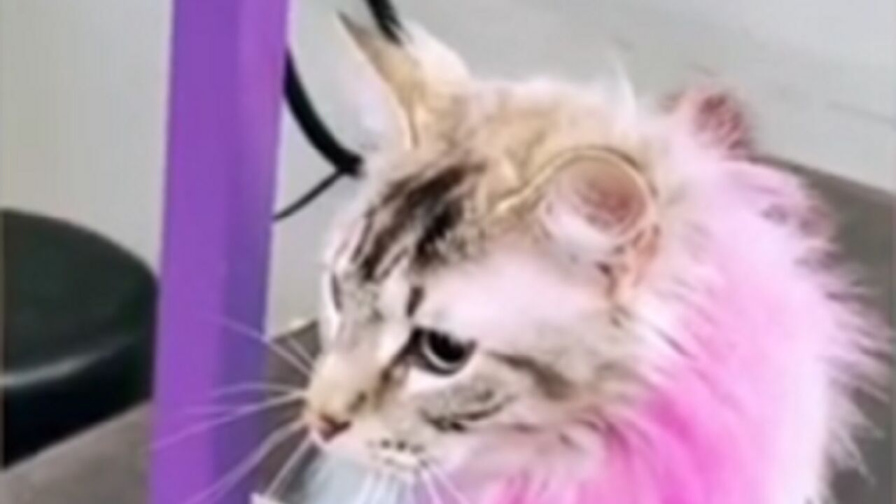 Mačka