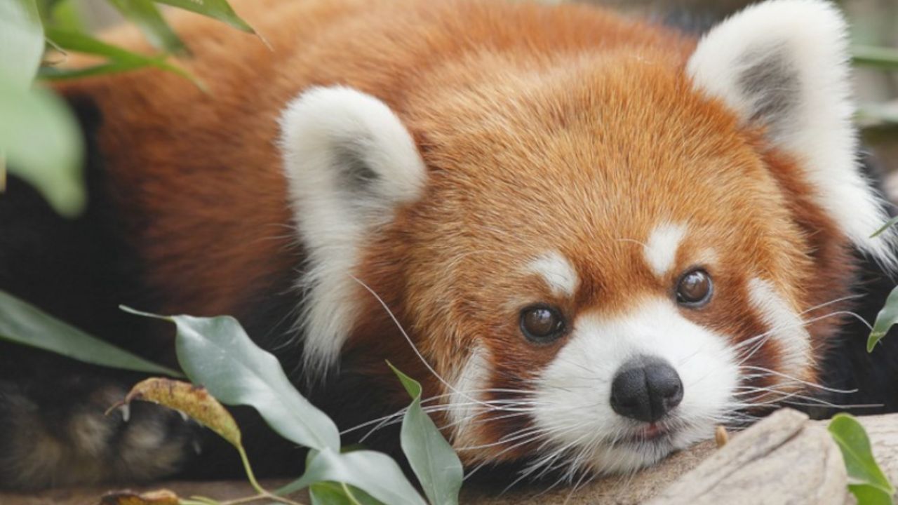 Crvena panda