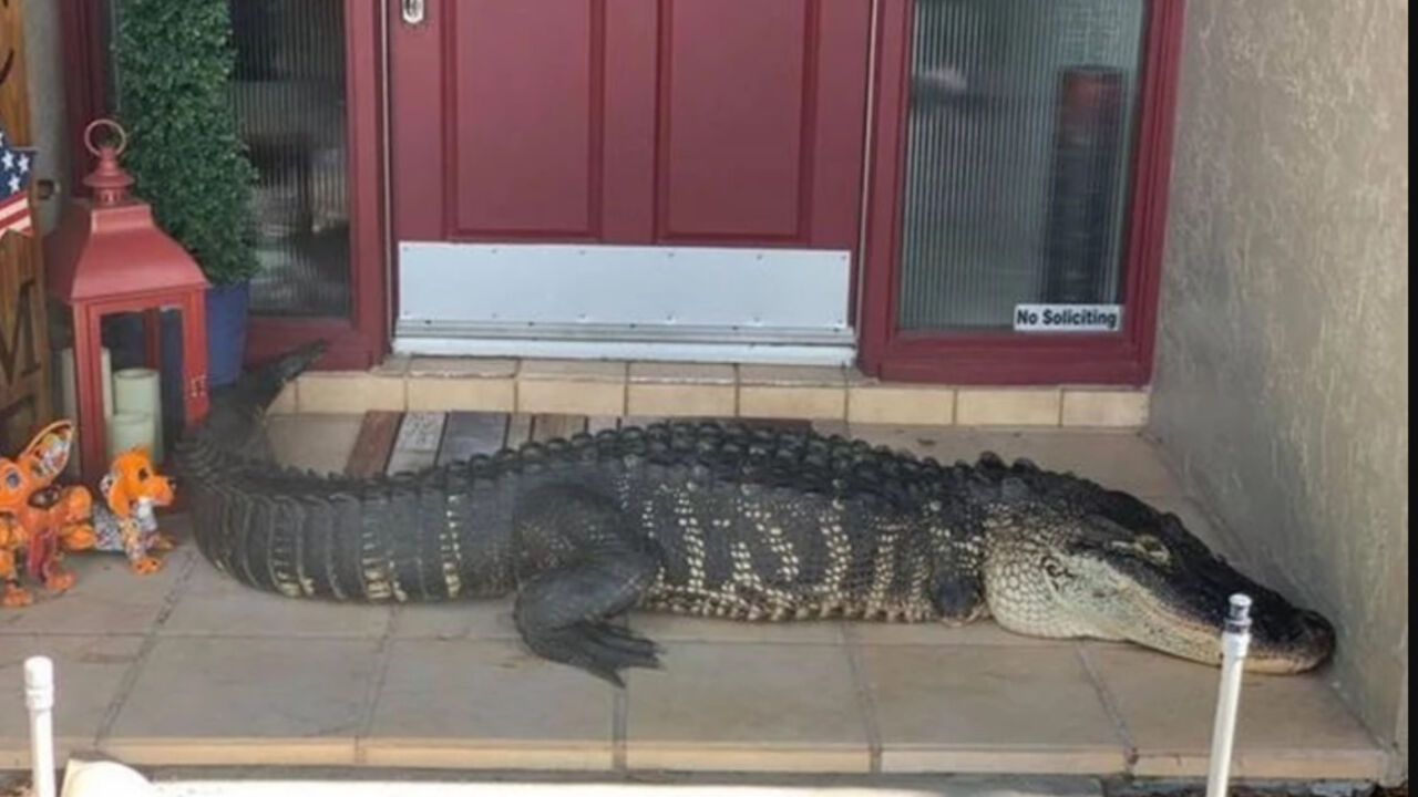 Krokodil